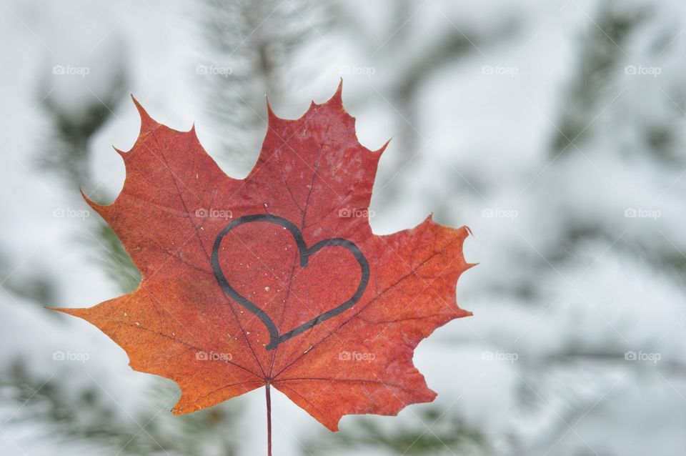 Maple leaves at winter