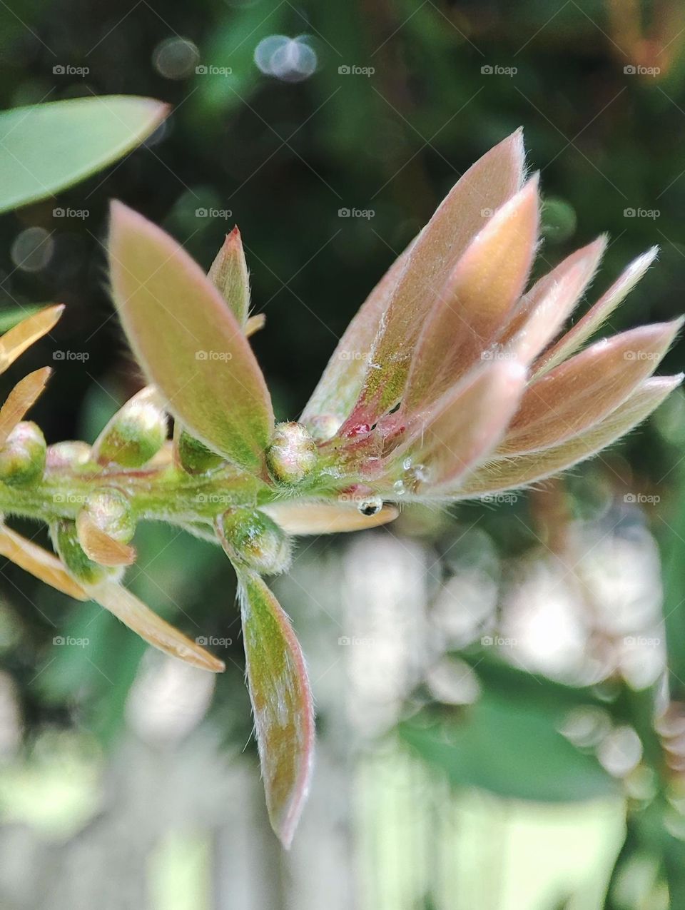Bottle brush leaves