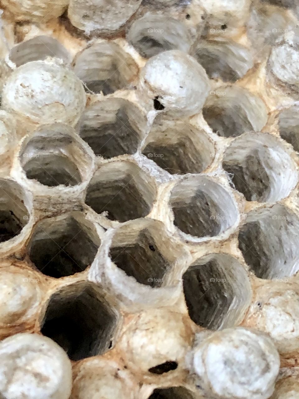 An old and empty wasp nest fallen from the eaves. Deep chambers built with hard work, now to be temporary home to other wanderers.