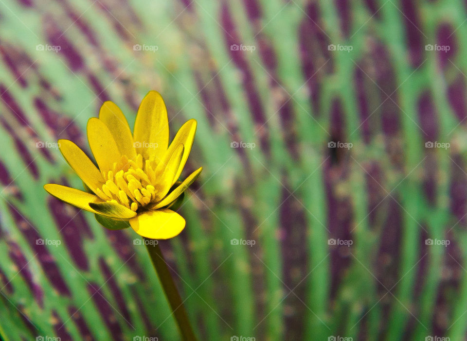 Yellow . Flower is great and masterpiece.