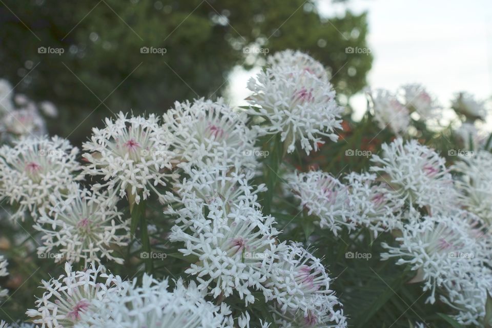 White wildflower called bunjong is blooming in Kings Park, Perth, Western Australia.