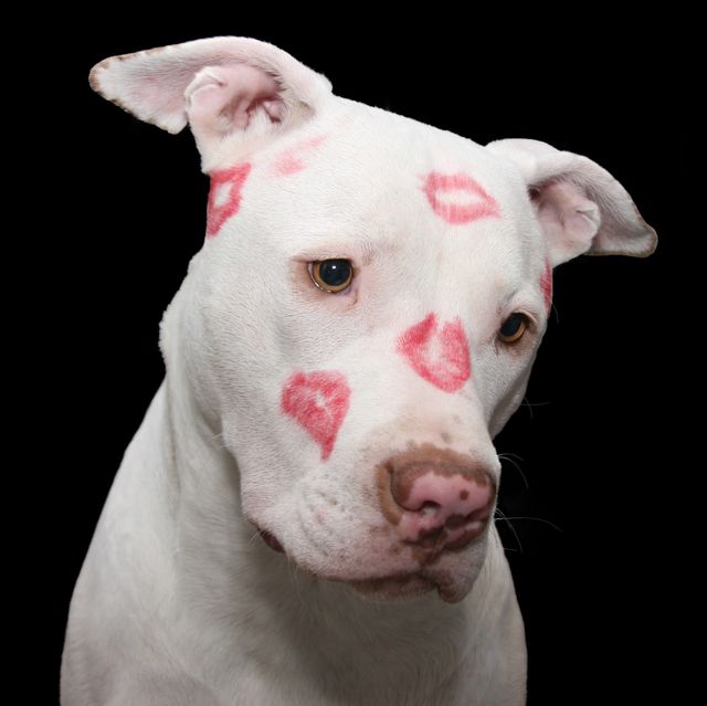Doggie in lipstick