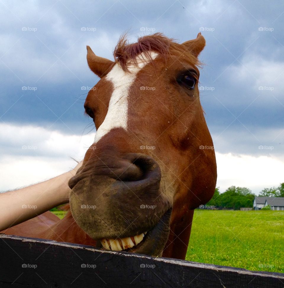 Horse smile?