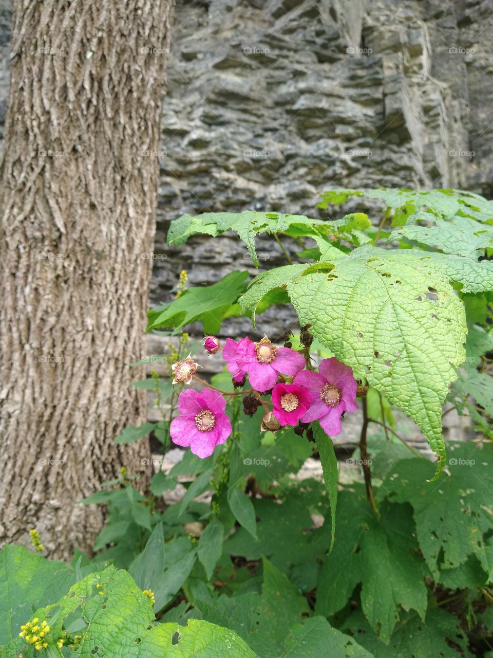 Flowering raspberry
