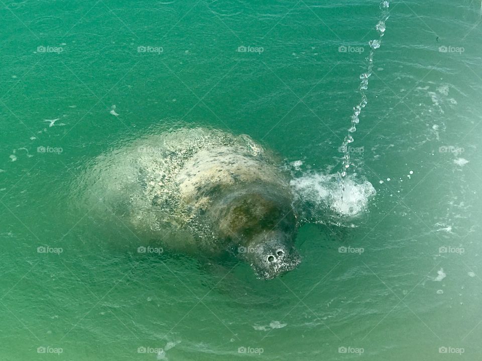 Manatee drinking water