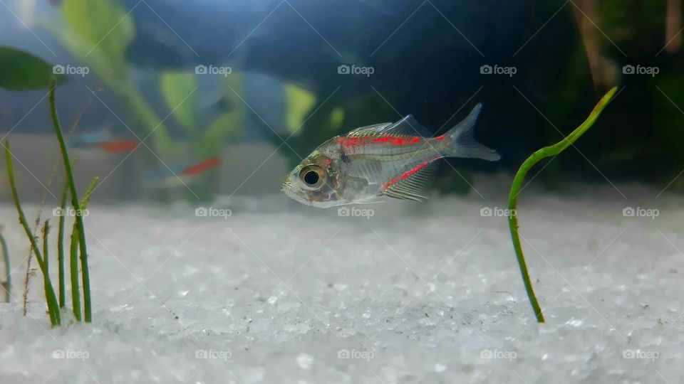 THE PAINTED GLASS TETRA IN MY  AQUARIUM