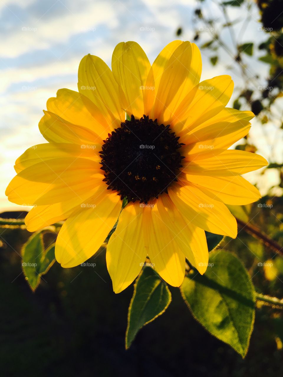 Sun backlit sunflower 