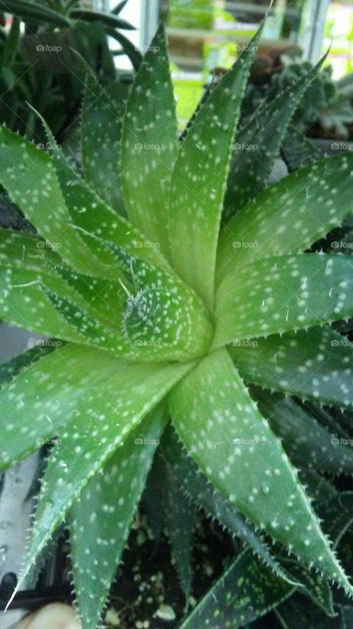 Simply Aloe Freshness