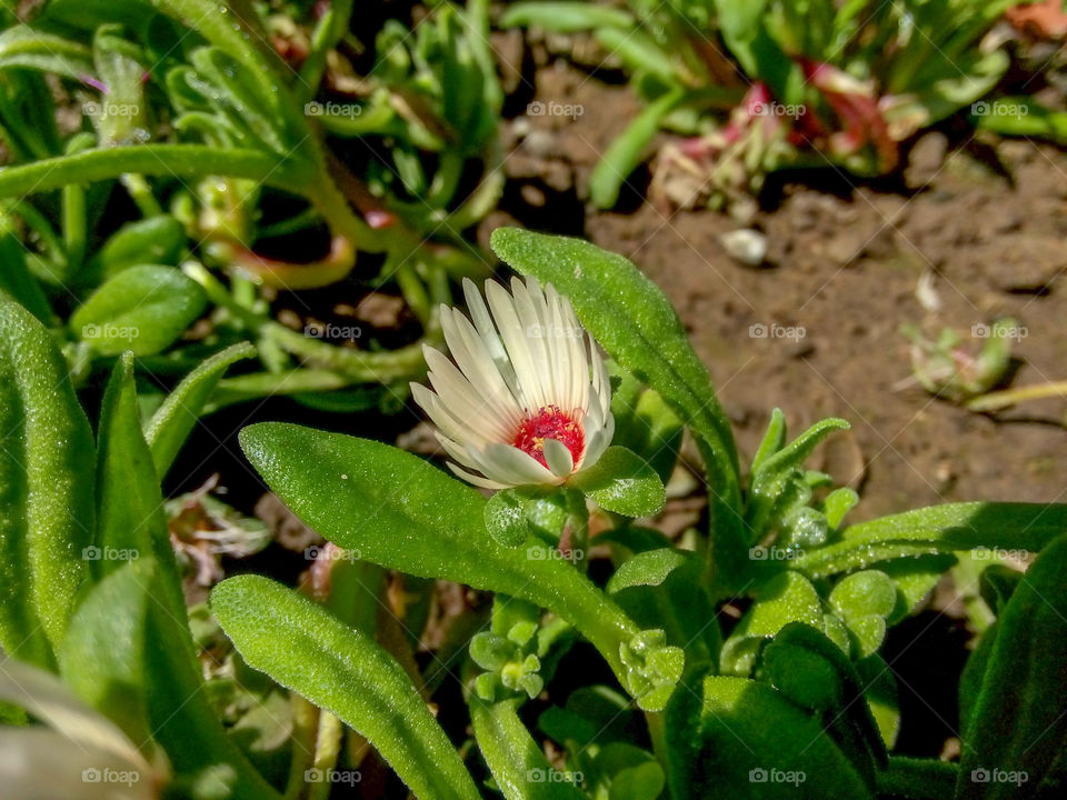 Beautiful flower in the library garden Chandigarh