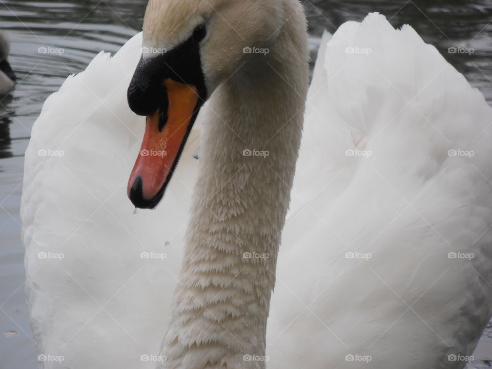 Swan Up Close