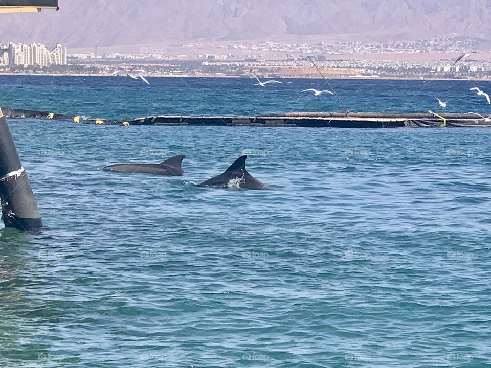 Dolphins swimming in the sea with seagulls flying above and city on the background 