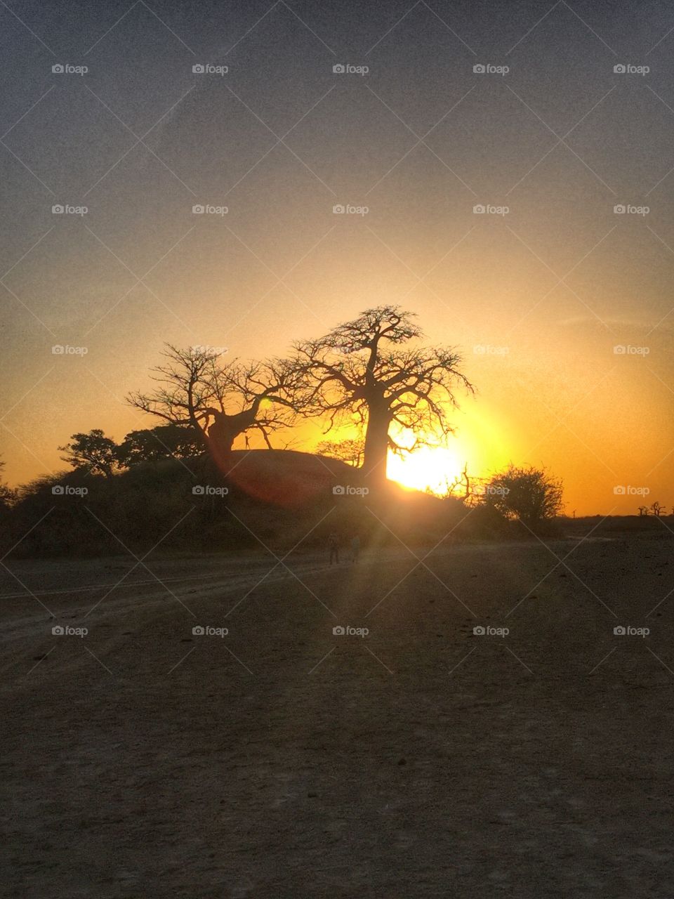 Baobabs at sunset