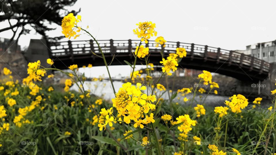 Canola flowers by the city canal.