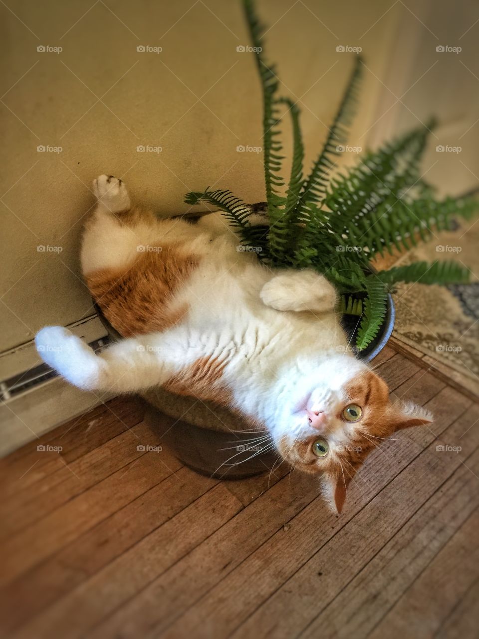 Gilbert the Cat being passive aggressive and destroying my plant because I didn't take him to Florida with me and left him with my husband for 4 days π