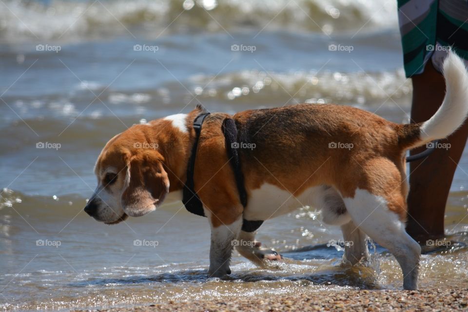 Beagle at the beach