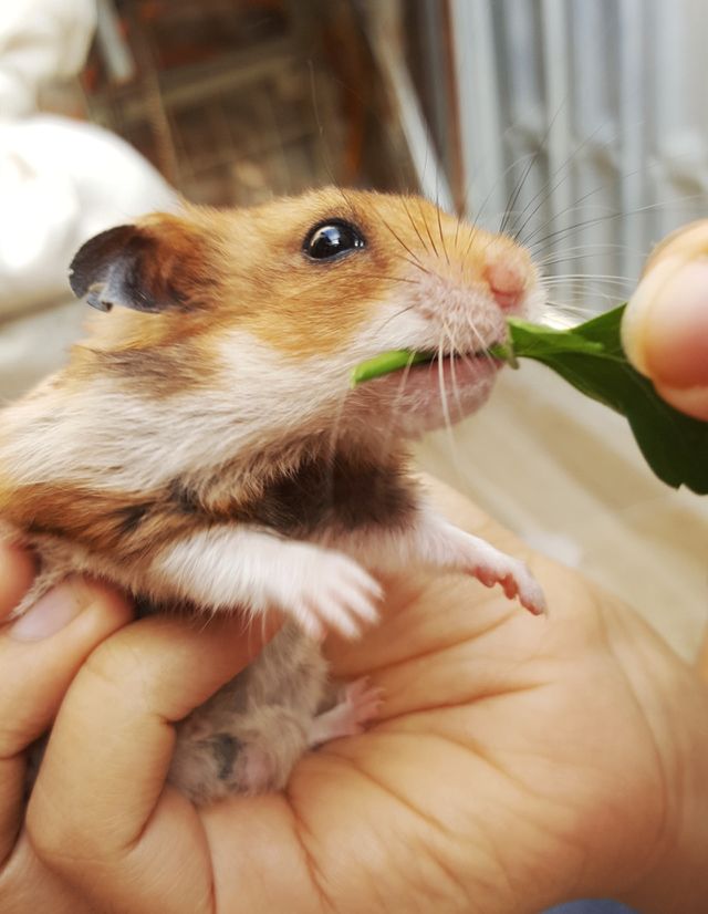 Pet
