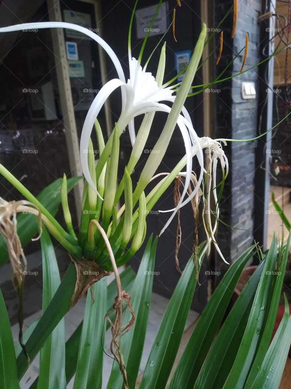 white flower seasonal fresh shurb small size looks very beautiful generally found everywhere