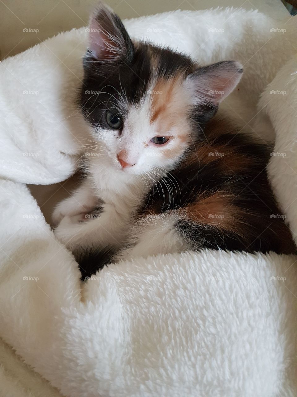 beautiful kitten asleep