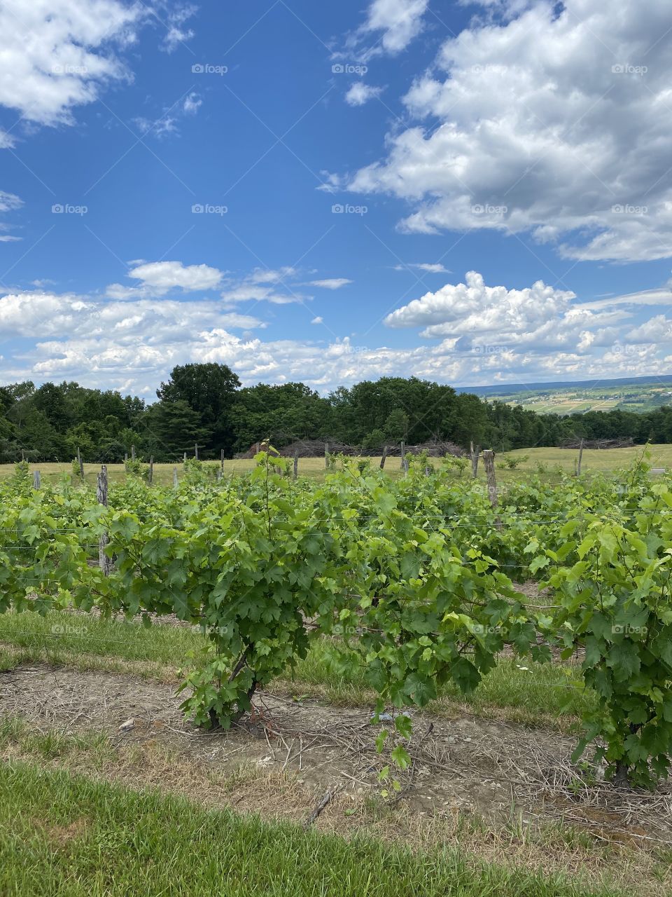 Finger lakes vineyard in summer