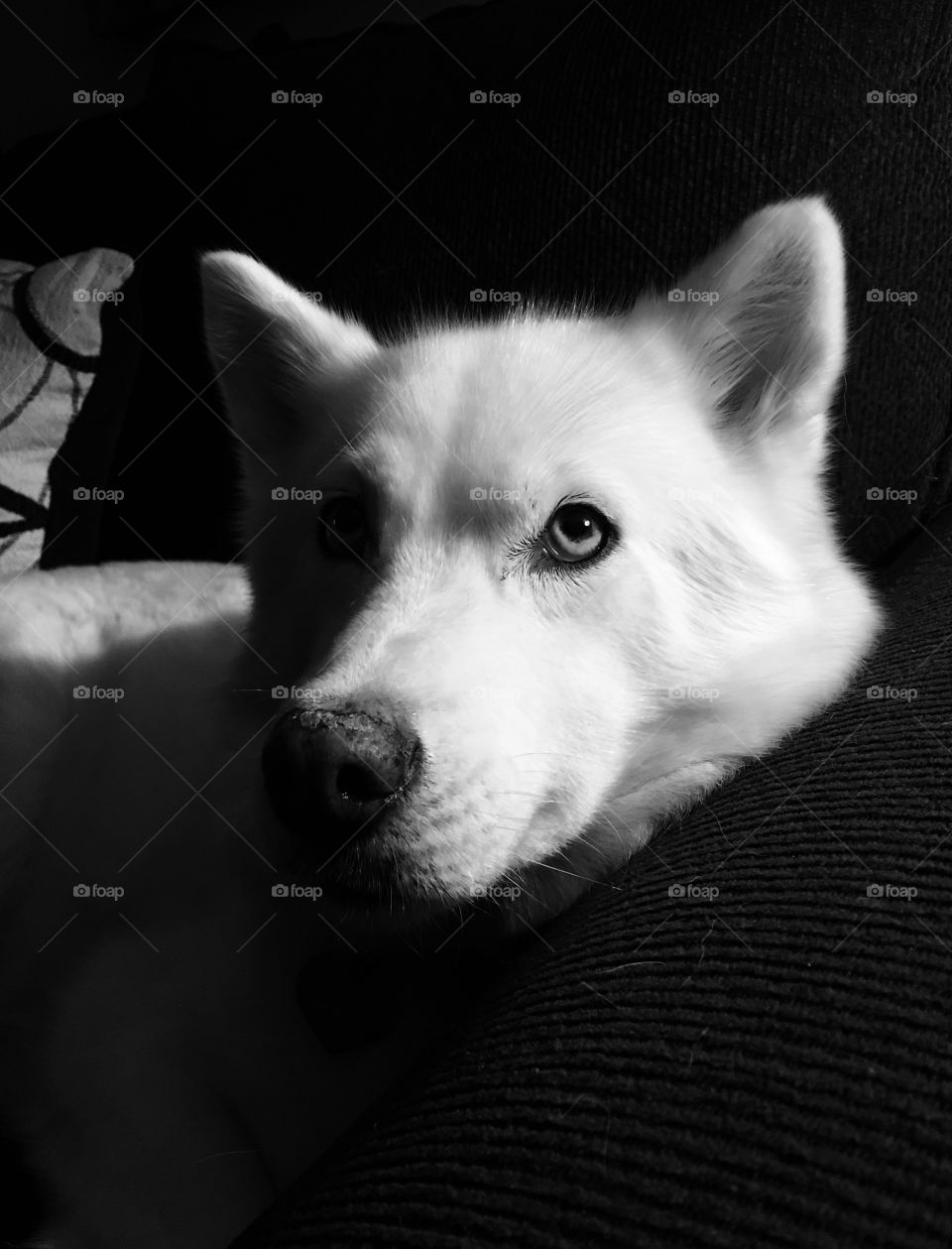 Close-up of a white dog