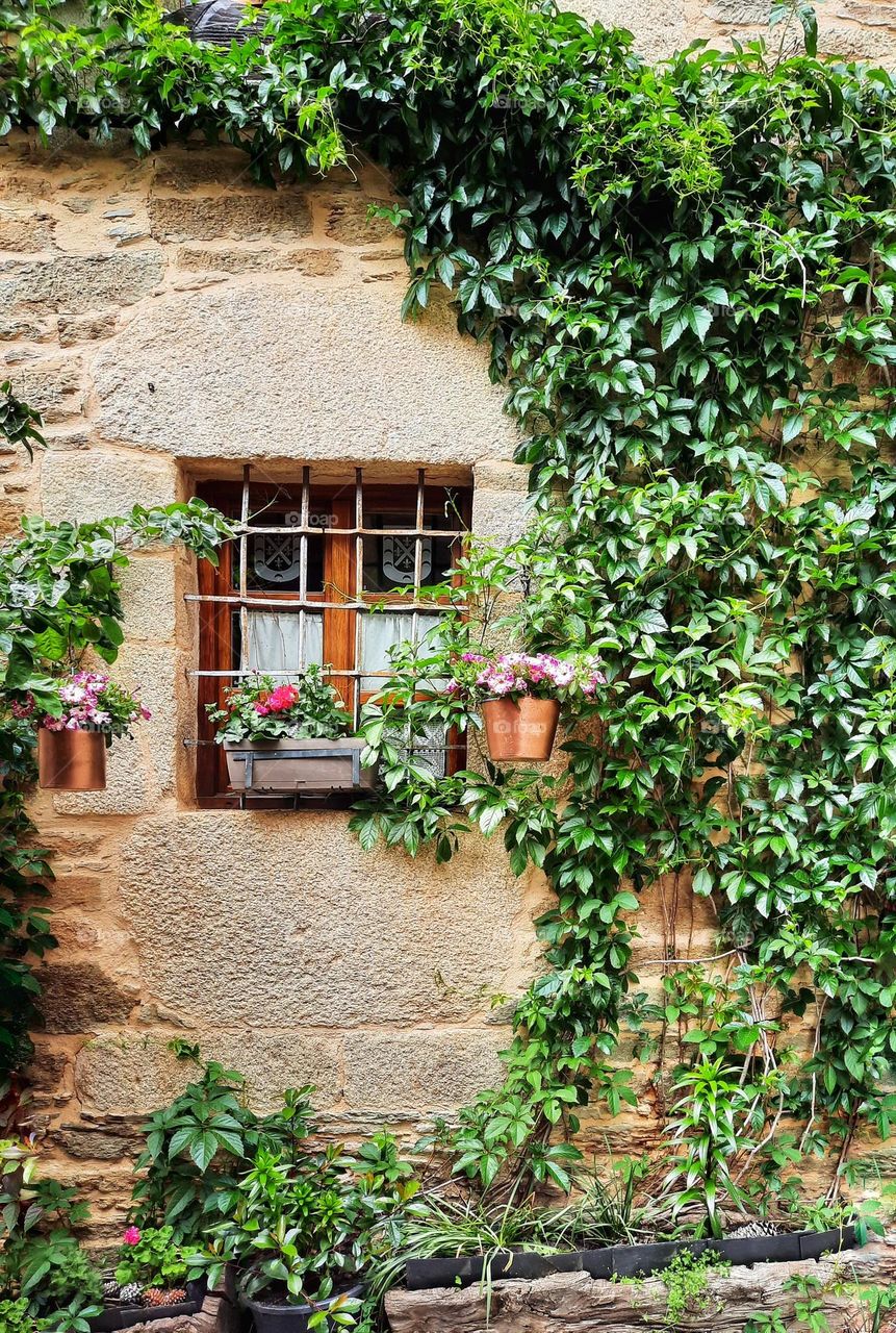 Wall covered with plants