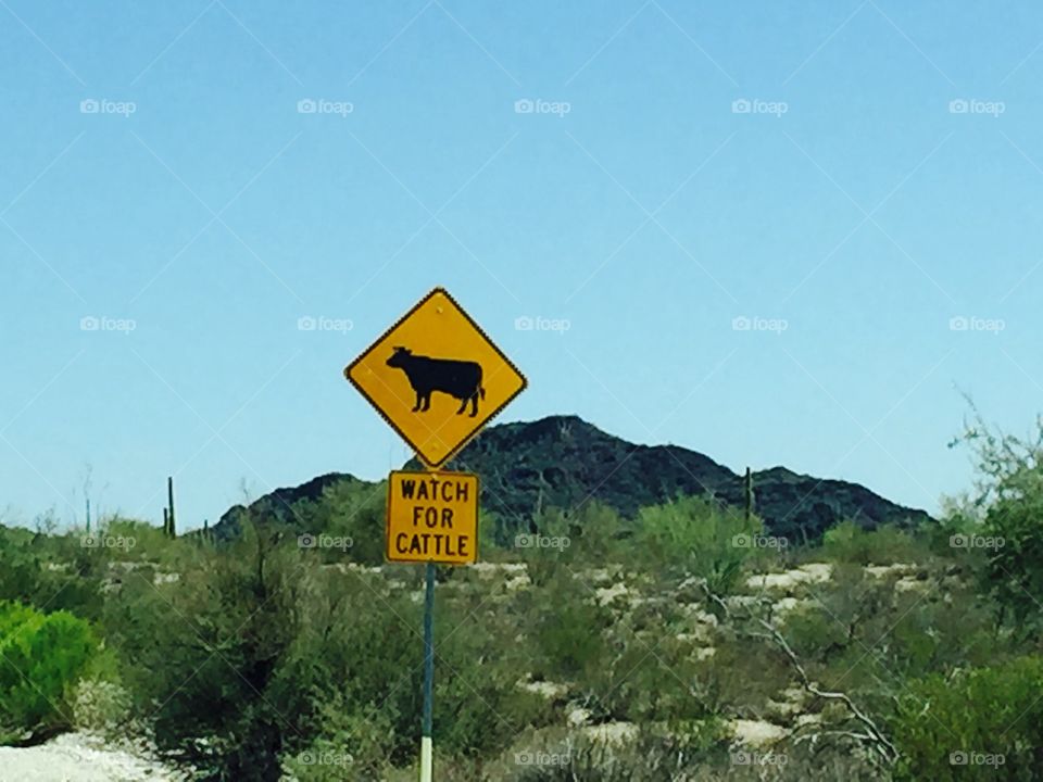 Watch for cattle...