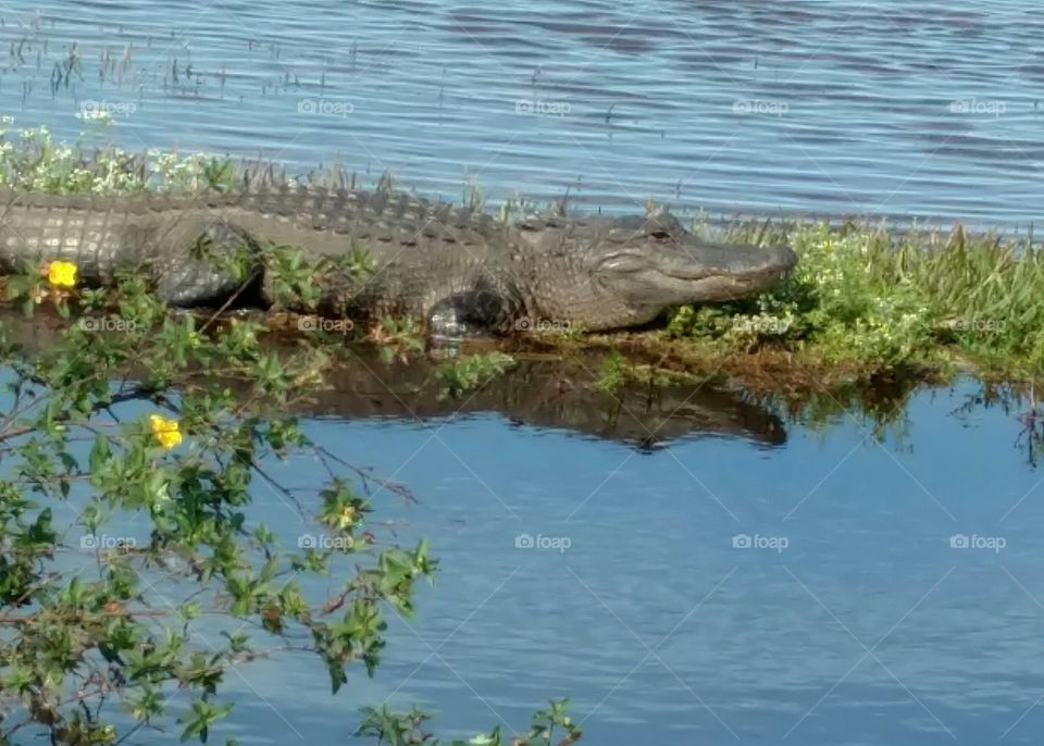 Water, Nature, River, Pool, Alligator