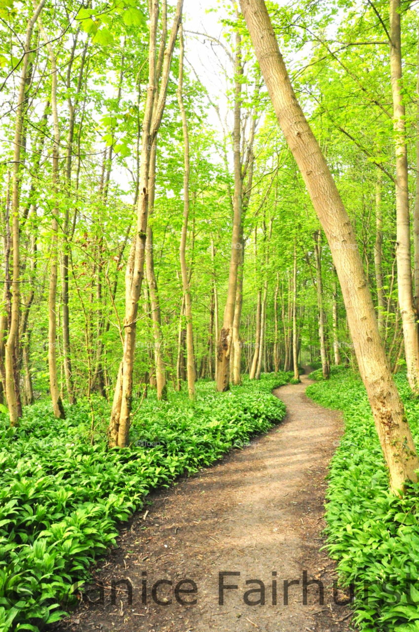 green trees path bedlington by janicefairhurstphoto