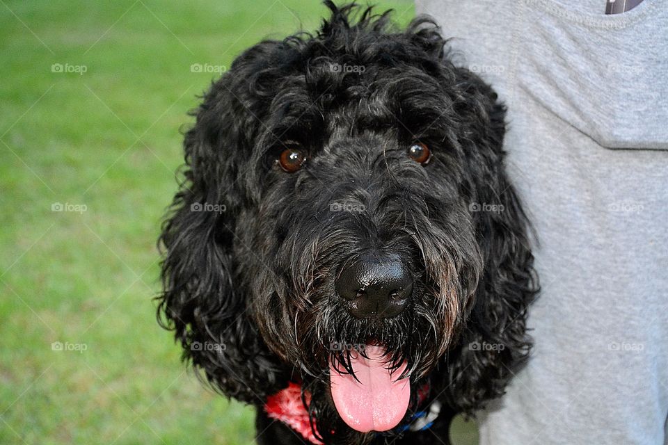 A look in the eye - Smiling furry faced dog - 
Soft eyes: when a dog is happy their eyes will be a normal, soft shape. Their gaze will be relaxed and gentle and they will blink often