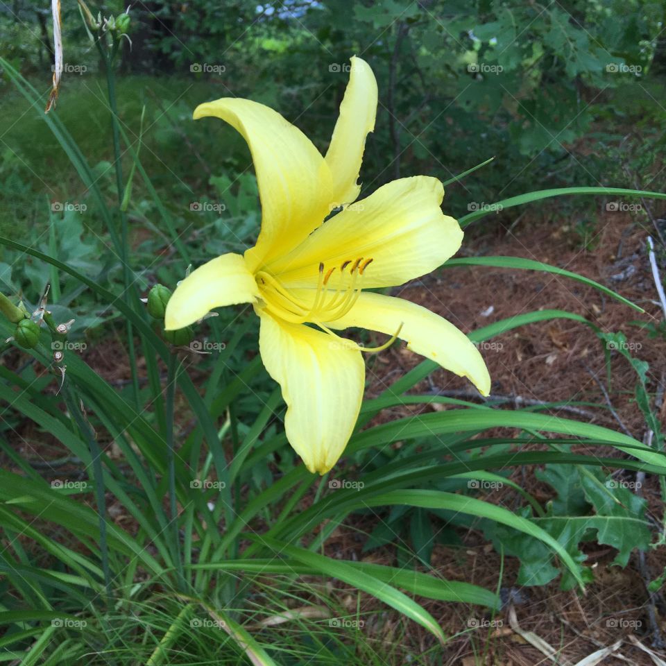 Yellow Day Lilly In Bloom!