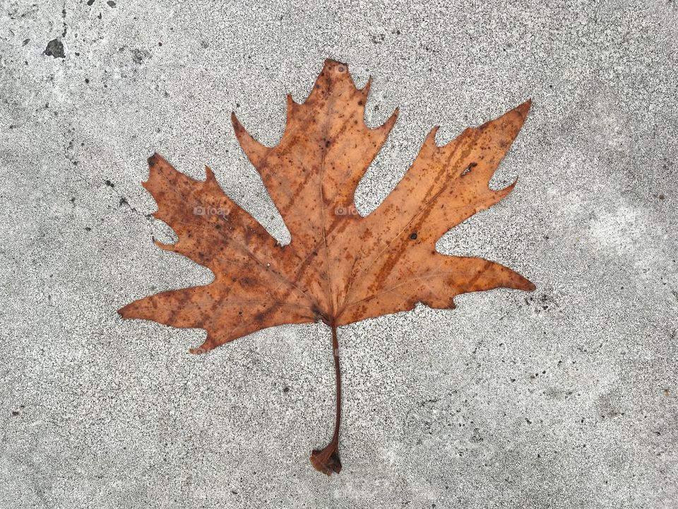 Flat maple leaf, autumn 