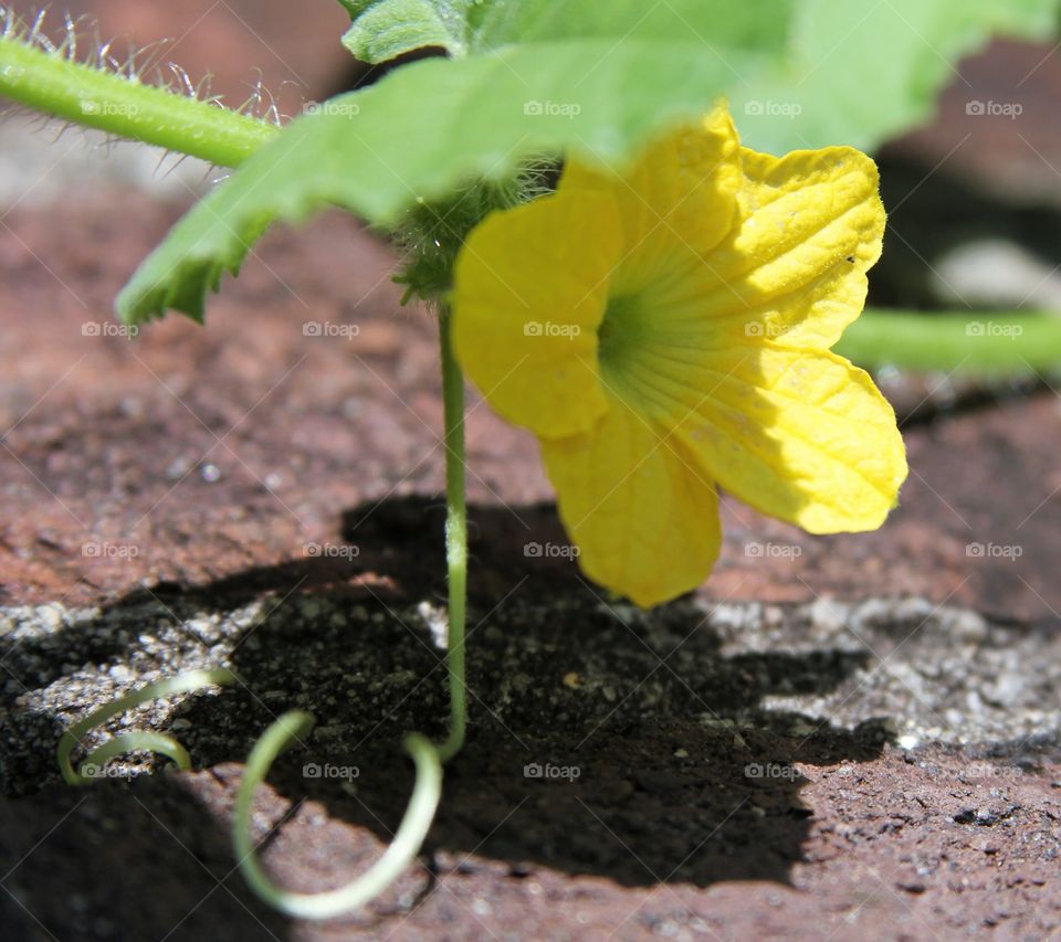 yellow melon bloom over brick.