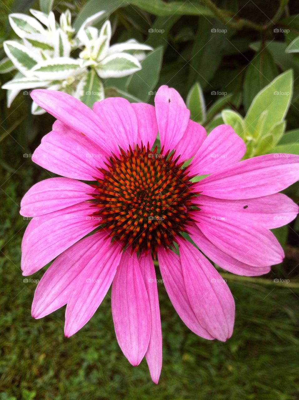 Cone flower