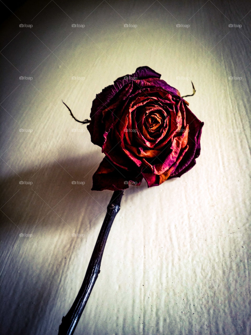 Beautiful dead rose