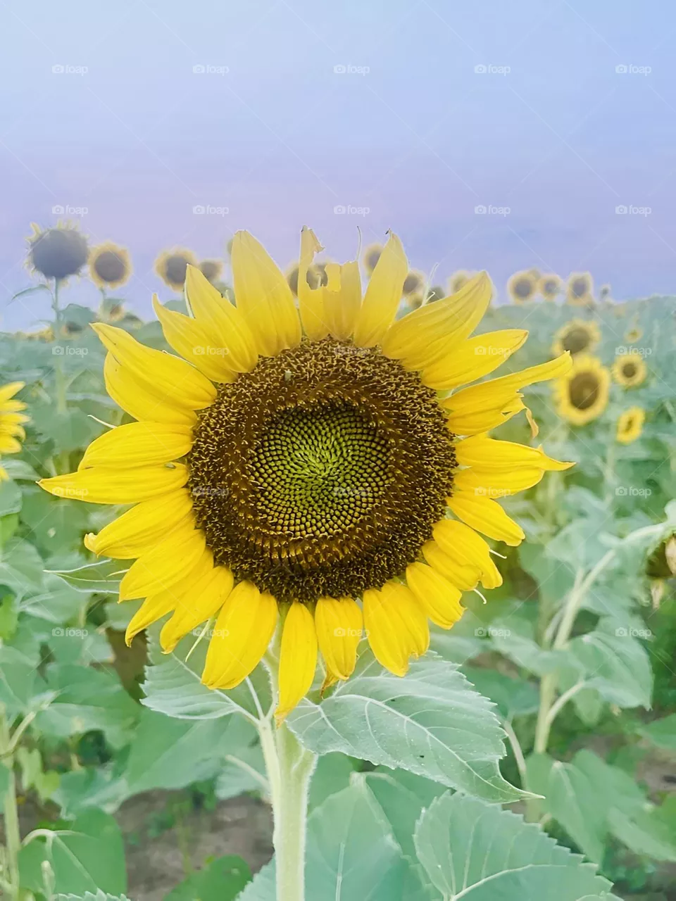 Sunflower Sundays 