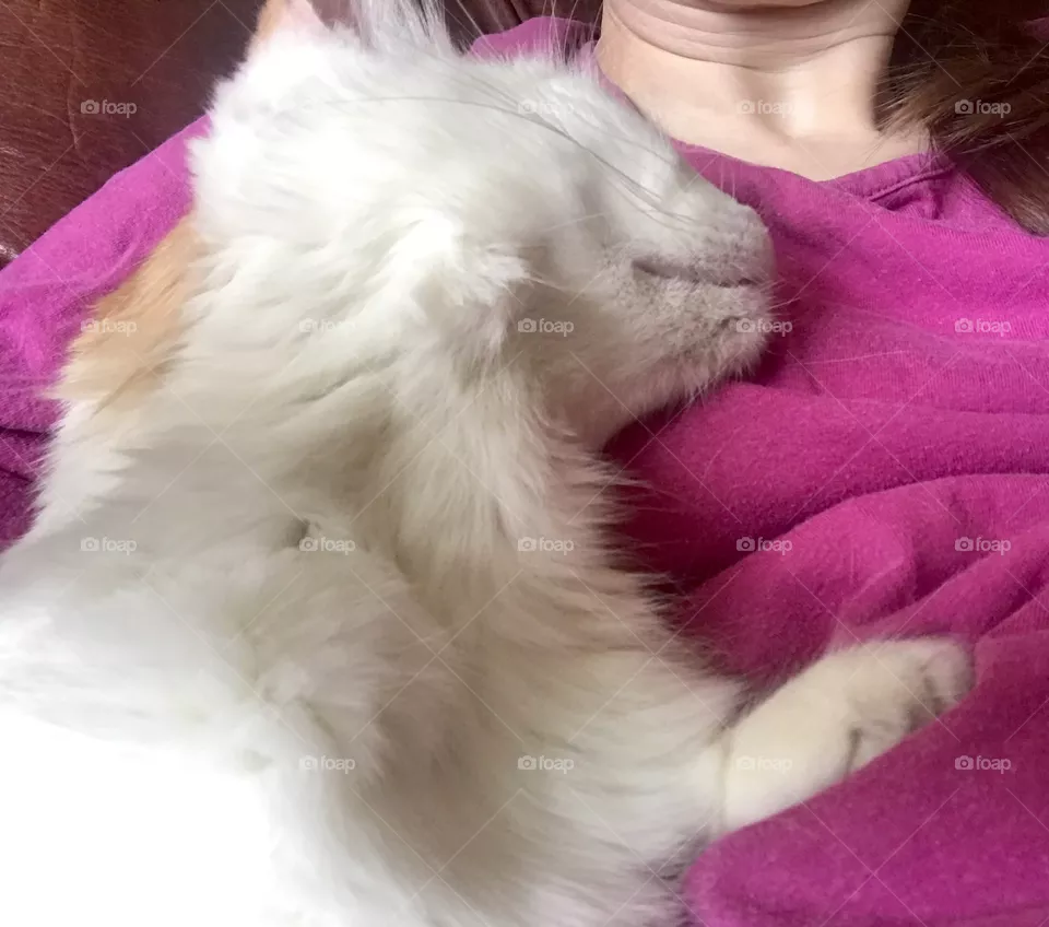 Kitty love