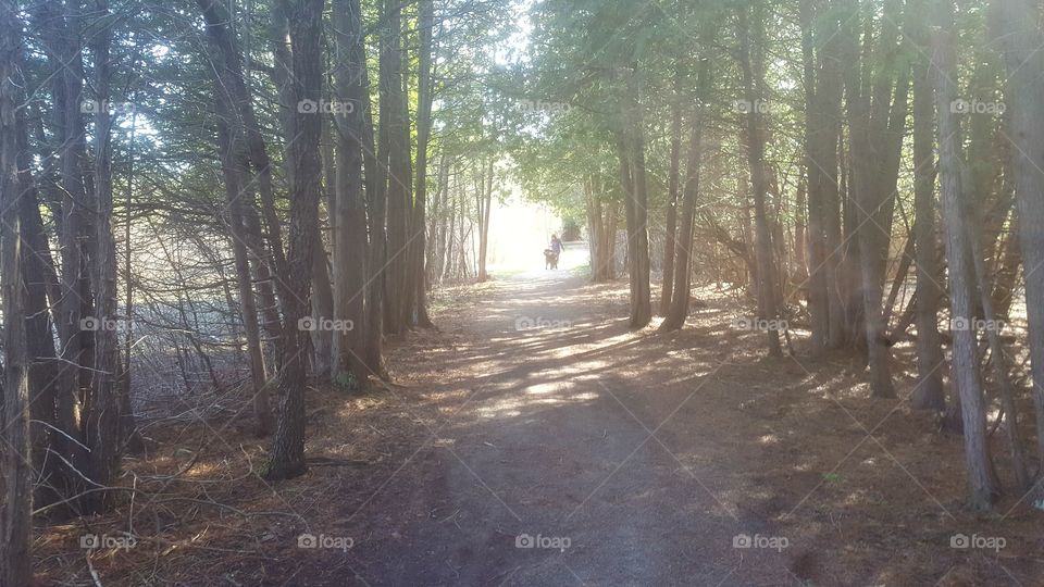 Through the woods we go