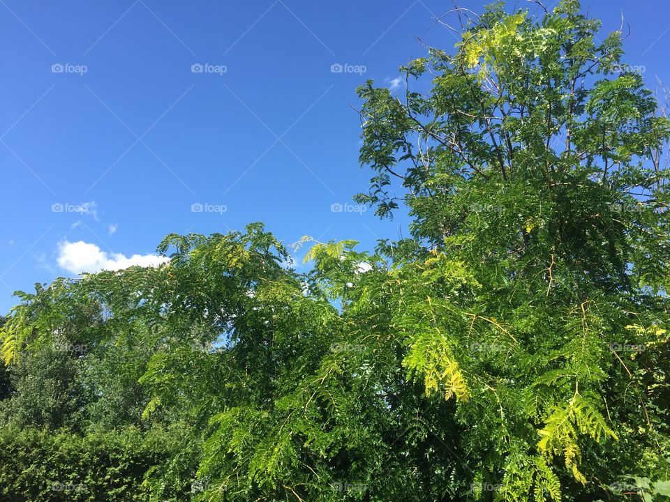 I love the different colours of this tree in my backyard 
