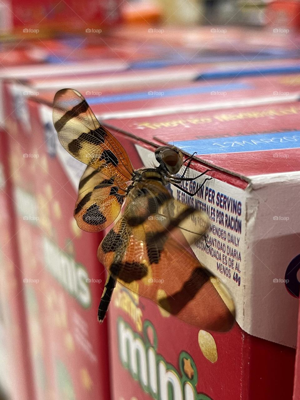 This dragonfly just wanted some mini lucky charms from Walmart. 
