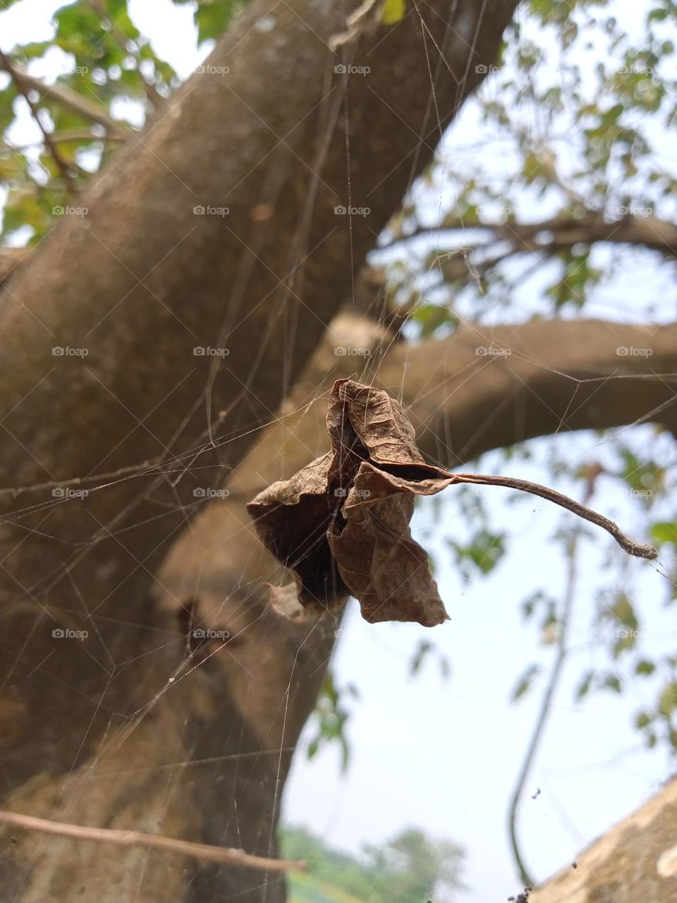 A leaf hanging on spider web