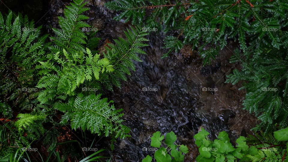 Wet foliage