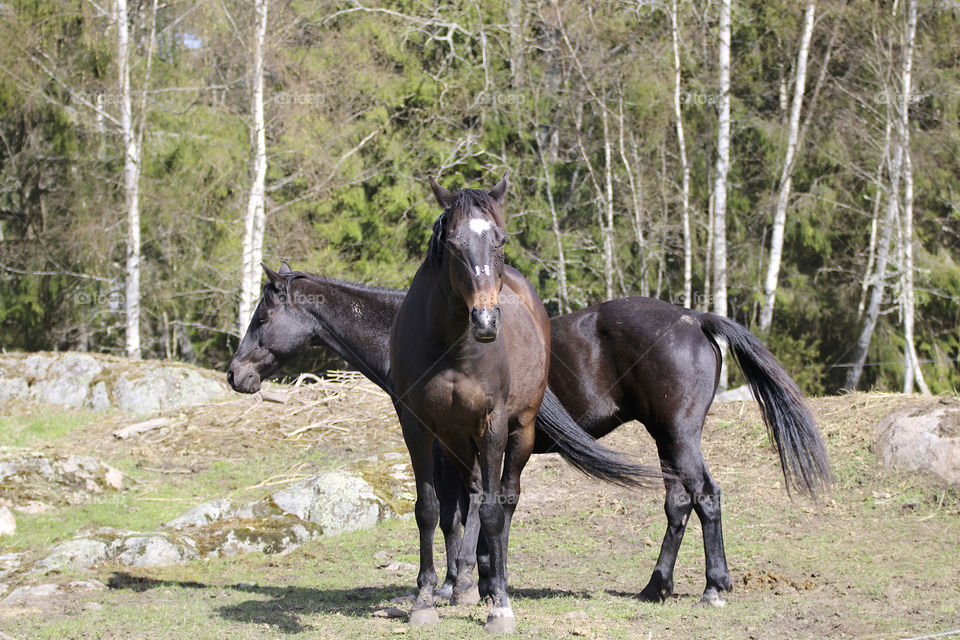 brown horses