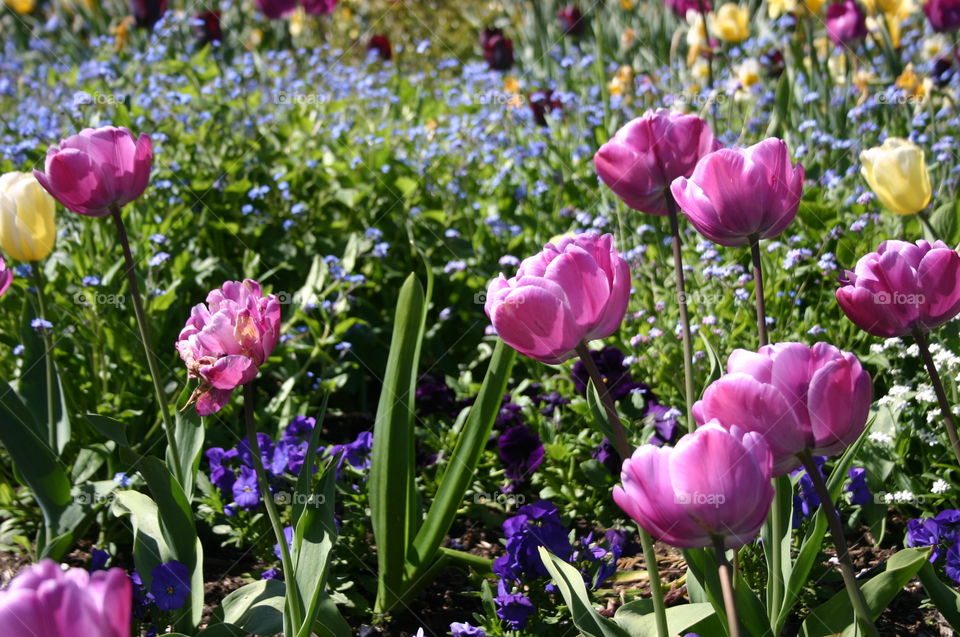 Colourful tulips. Colourful tulips and forget-me-nots