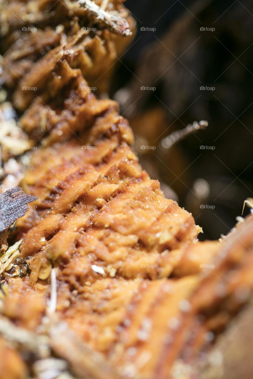 Wood surface close up background nature therapy amazing wildlife beautiful nature beings colorful eye-catching trippy psychedelic minimalist trees