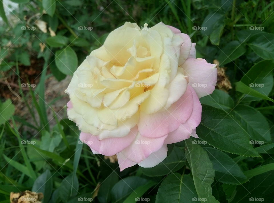 Gently pink rose "Gloriy dey”, Gift to the girl