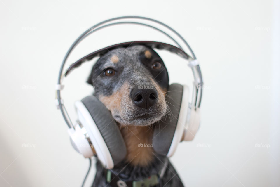 Dog, Portrait, Cute, Looking, Young