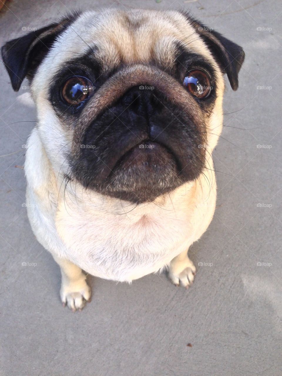 I've got cute down to a science says Miss Penny Pug