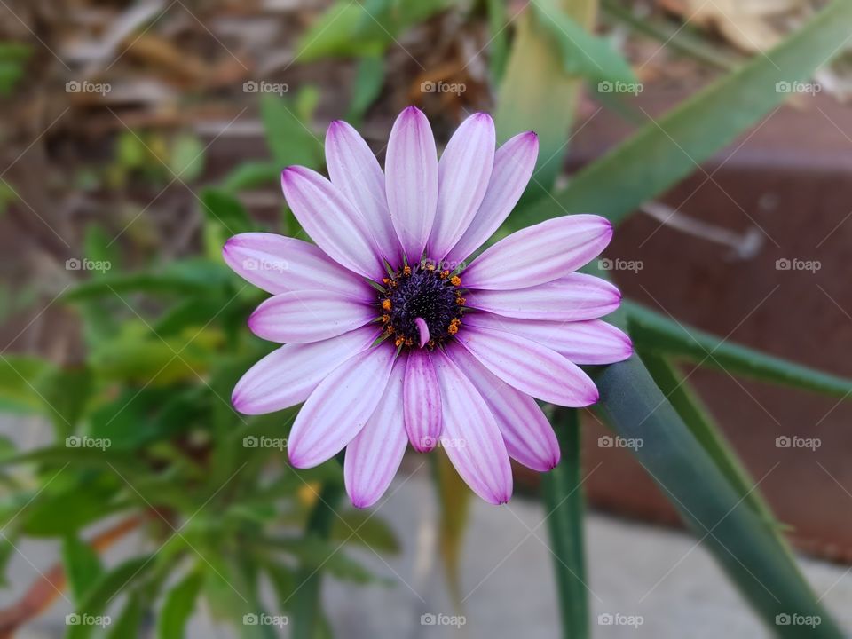 pink flower in the garden