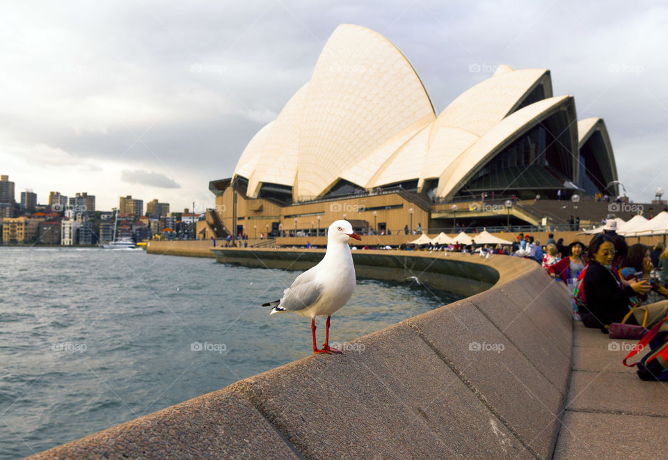 Exploring Australia, Sydney Opera House and a pigeon, tourist spot, world's nicest architecture