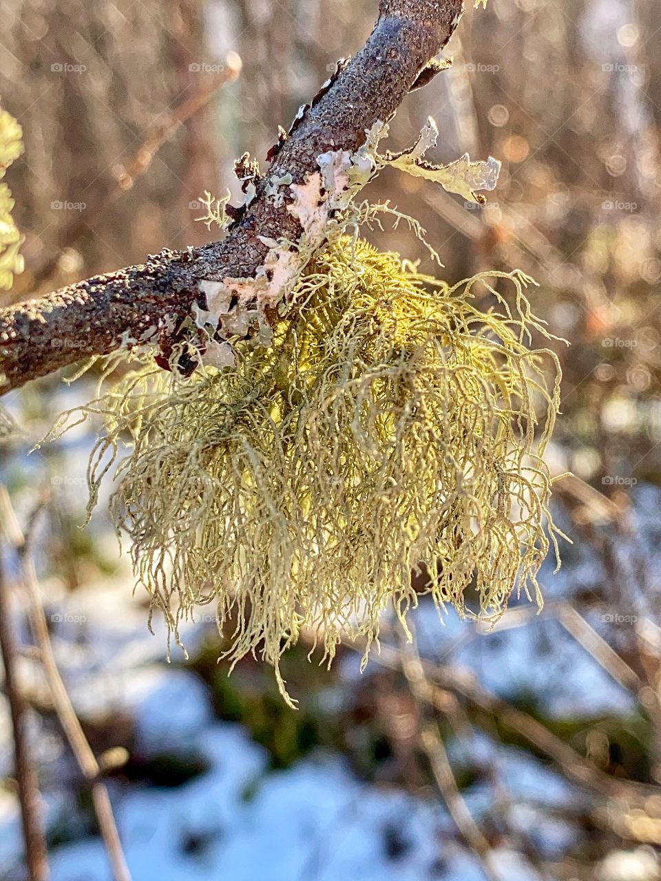 Lichen